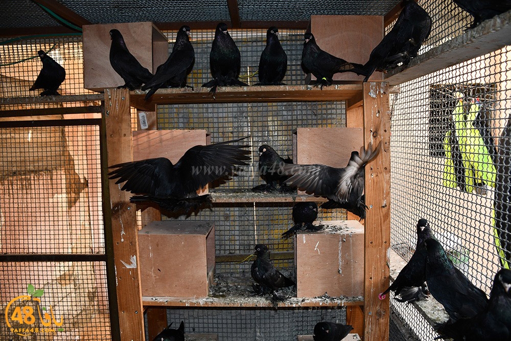 zohdi 3ashoor (80).jpeg